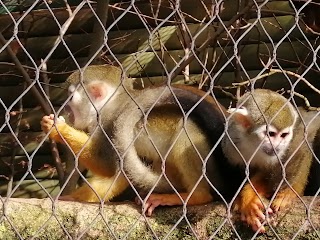 Emerald Park petting zoo