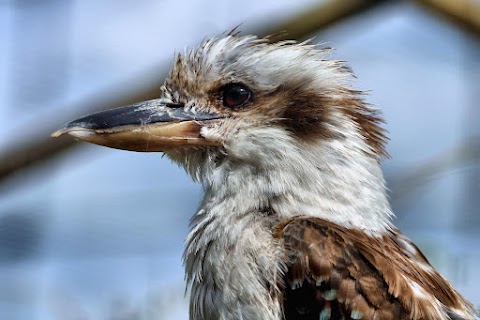 Axe Valley Wildlife Park