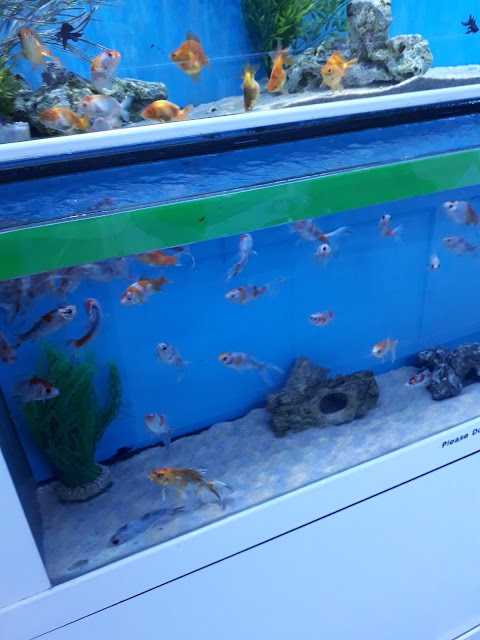 Oasis Aquarium Ltd