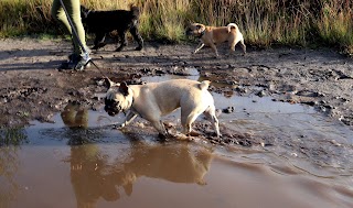 Dolly's Dog Day Care & Dog Boarding in Cobham, Surrey