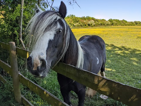 Darenth Country Park