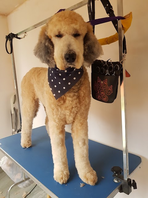 Shaggy Chic Dog Grooming