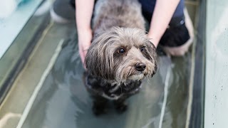 Small Animal Rehabilitation Centre