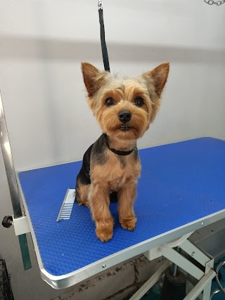 Paws & Scissors Dog Grooming