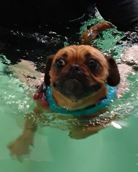 Aqua Dog Hydrotherapy