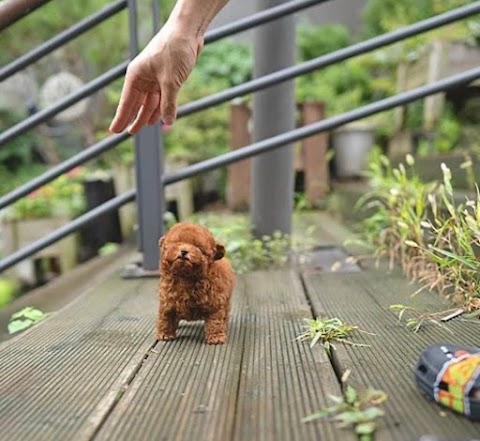 UK Teacup puppy shop