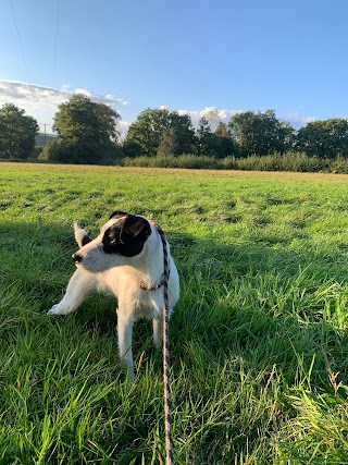 Orchard Kennels & Cattery