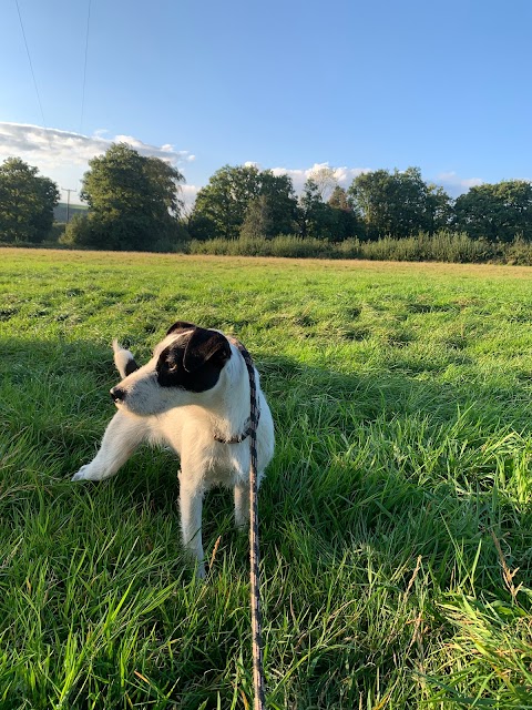 Orchard Kennels & Cattery