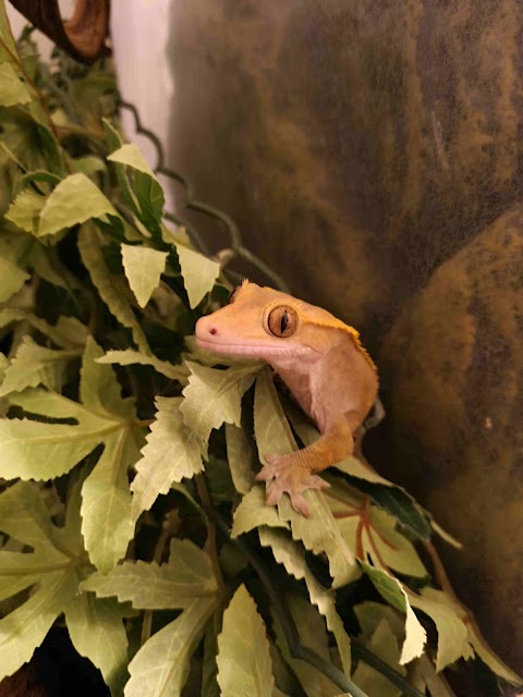 Tulip Tree Small Animal Boarding