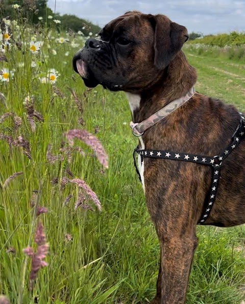 Charlou Boarding Kennels & Cattery