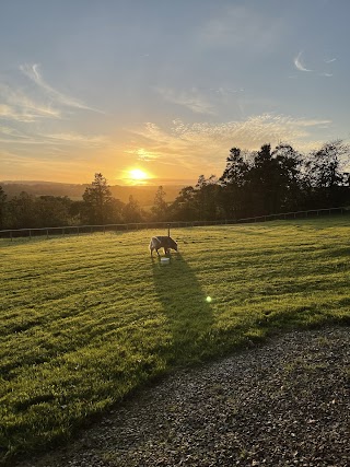 Cornish Home Dog Boarding