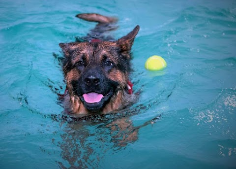 Aqua Dog Hydrotherapy