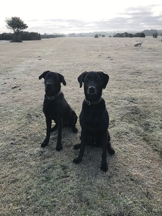 Forestside Grooming