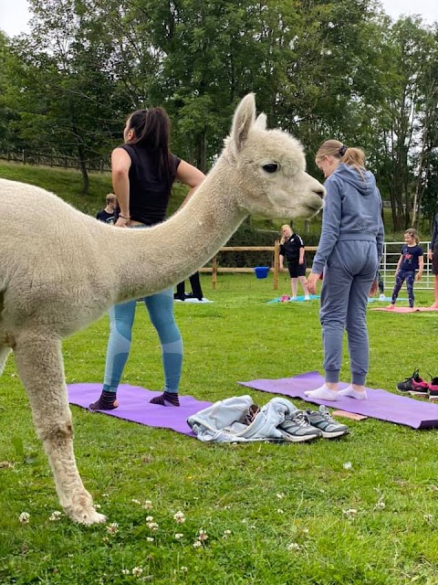 Hassall Alpacas Cheshire