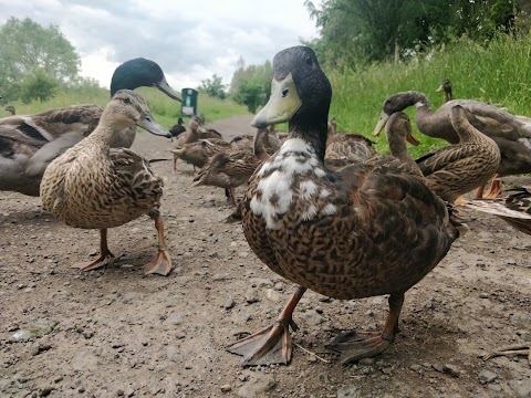 Elsecar Park Cafe