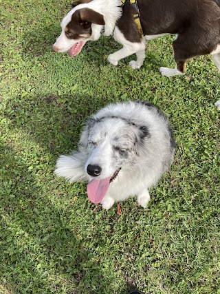 Tern View Kennels