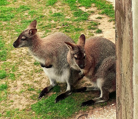 Wildheart Animal Sanctuary, Isle of Wight