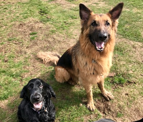 Poppy's Pals dog walking