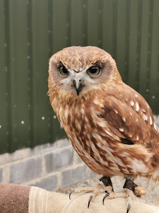 National Bird of Prey Centre