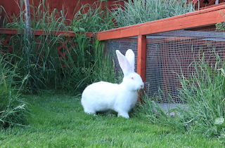 Redbeck Rabbit Boarding - Yorkshire