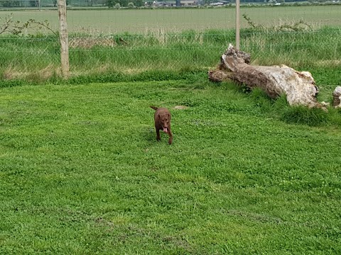 Run Free Dog Fields - Inchinnan