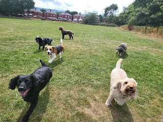 Walkers Walkies Dog Walking And Training