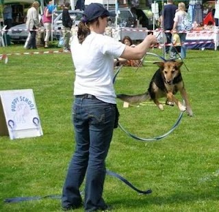 Pets in Practise and Puppy School, Earley, Reading