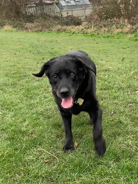 Wakefield Dog Walker Walking Doodles