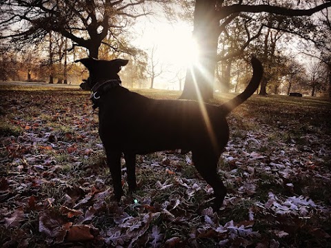 VolPets London Professional dog walker & trainer