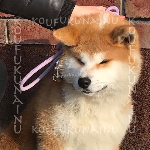 KOUKUFUNAINU - Akita-inu, Shiba-inu and Hokkaido Kennel