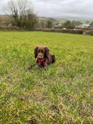 Pups & Paws South Devon