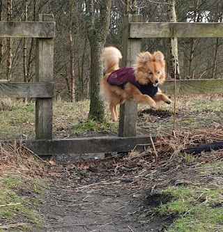 Merlins Dog Walking