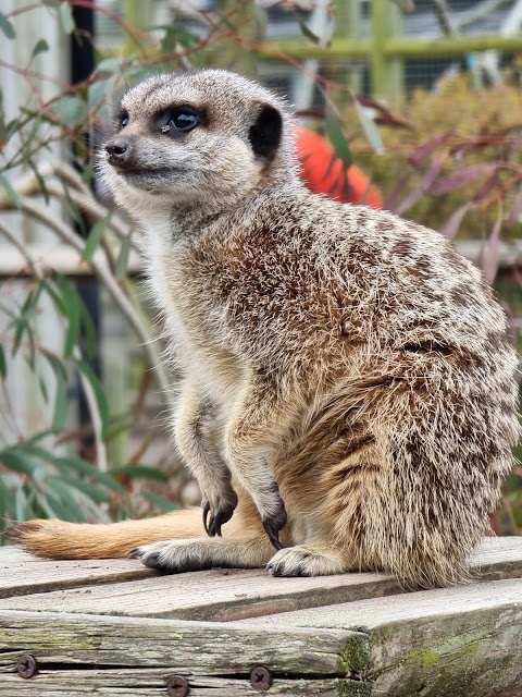 Wingham Wildlife Park