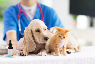 South London Emergency Veterinary Clinic