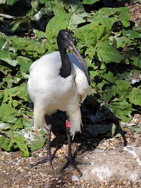 Bird Safari