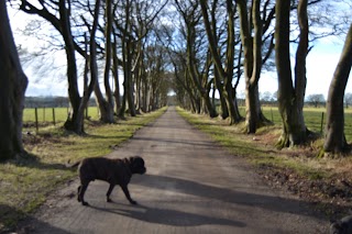 Hartfield Boarding Kennels & Grooming