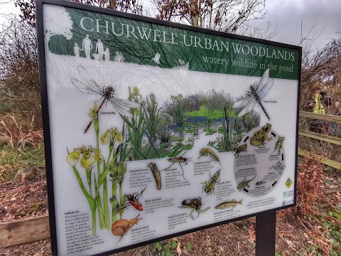 Churwell Urban Woodlands - Daffil Woods