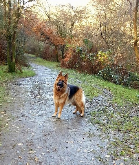 Fern Lodge Boarding Kennels & Cattery