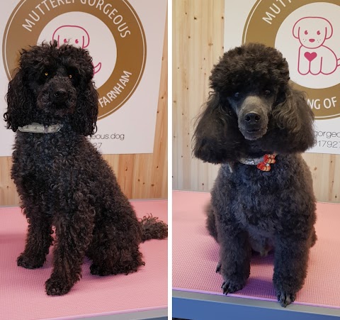 Mutterly Gorgeous - Dog grooming of Farnham