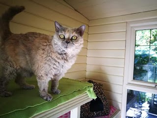 Brook Farm Cattery