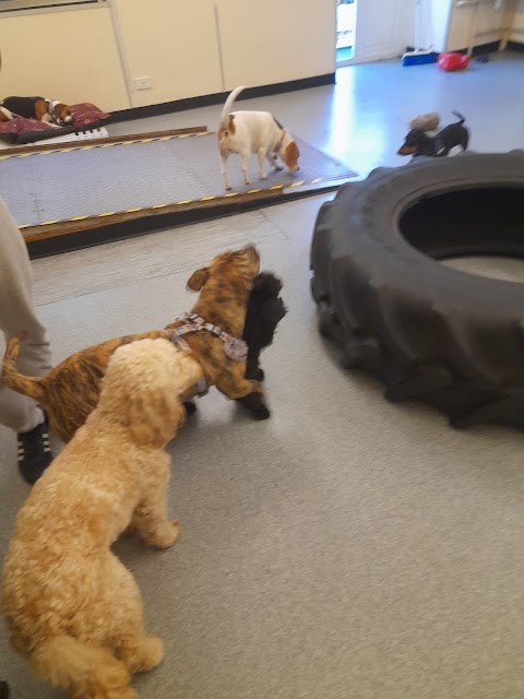 Day 2 day doggy day care