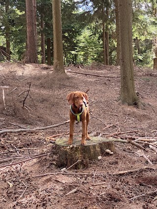 Bassett’s Hounds