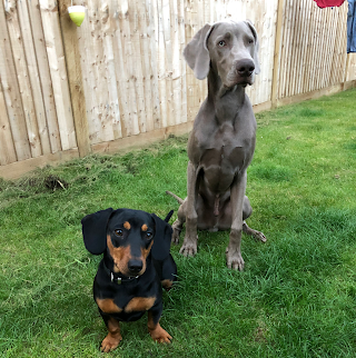 Heath Pups dog training and behaviour