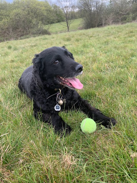 The Dog Walker Aldershot