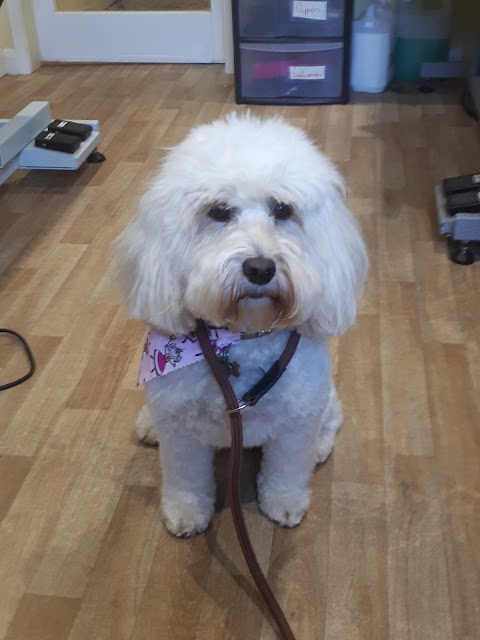 Hatton Dog Grooming