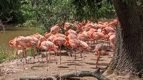 Chester Zoo Car Park 1