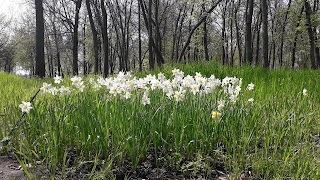 Громадський Парк Коваля