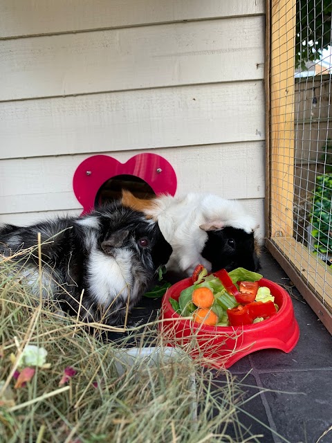 Dandelion Cottage Rabbit and Guinea Pig Boarding