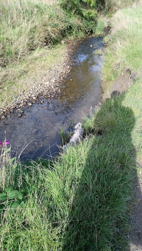 Pastures New (Lane Foot Petting Farm)