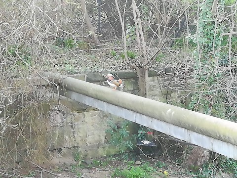 Heeley Pool and Gym